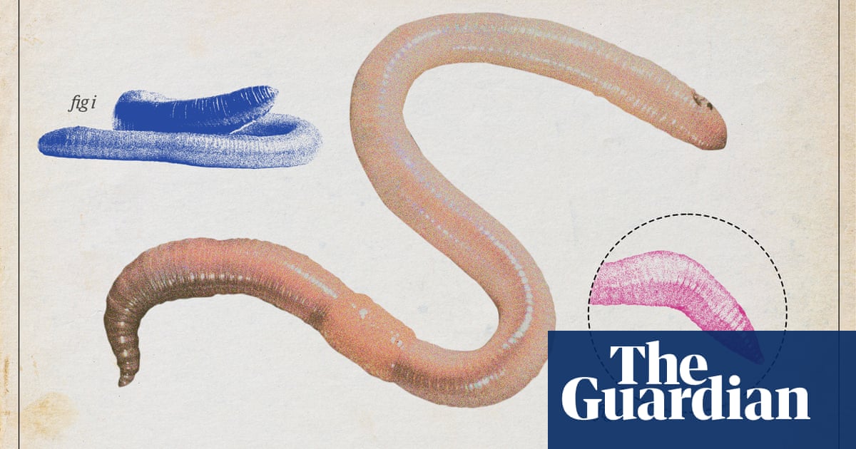 Earthworm crowned UK invertebrate of the year by Guardian readers | Wildlife