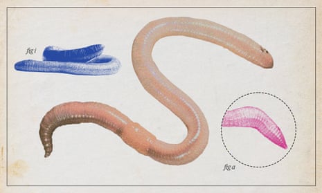 Lumbricus terrestris, the common earthworm, illustration