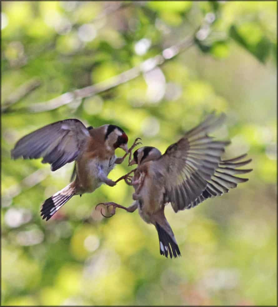 Goldfinches squabble