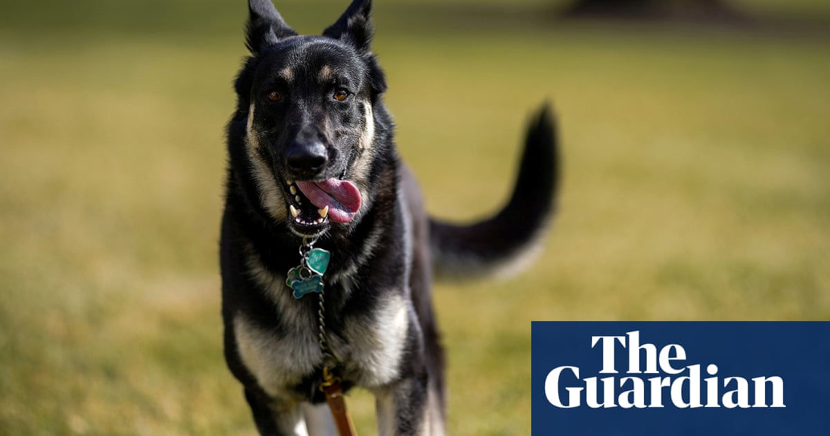 Major White House news: Biden’s dog to receive anti-biting training offsite