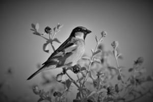 Arizona sparrowSparrow, Mesa, AZ
