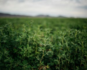 Alfalfa at Fondomonte Farms in Vicksburg, Arizona.