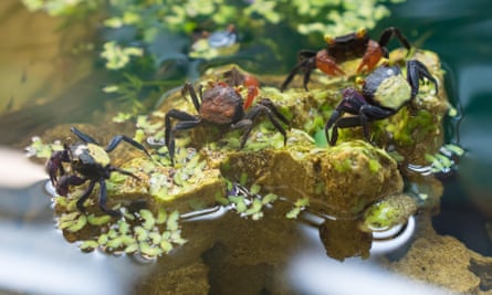 Poison Dart Frogs' Fancy Footwork Helps Drum up Dinner » Explorersweb