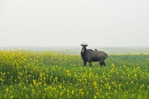A nilgai - the largest Asian antelope - stands in a mustard field on the outskirts of Allahabad in India