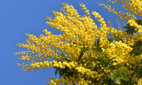 The yellow blooms of the mimosa against a blue sky.