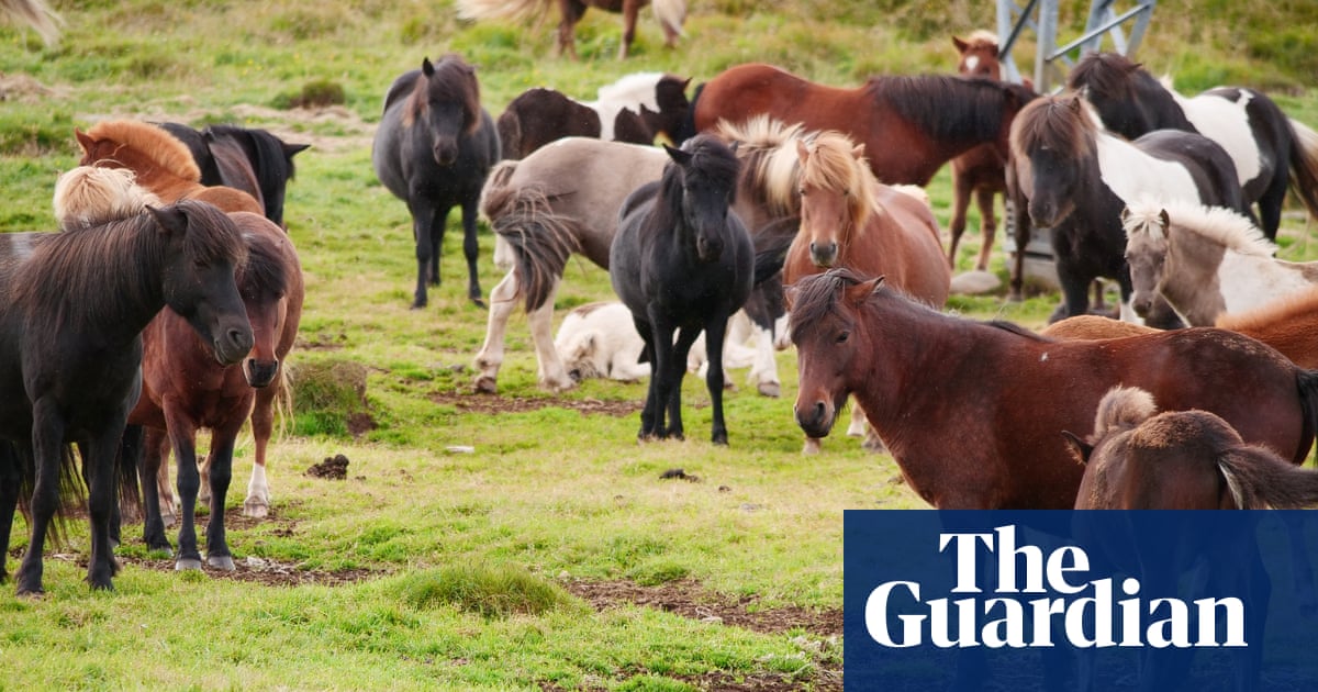 Iceland urged to ban ‘blood farms’ that extract hormone from pregnant horses