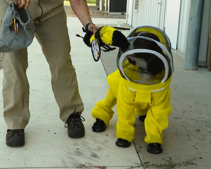 All the buzz: US dog helps researchers identify bacteria that harms honeybees