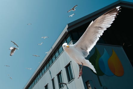 A flying herring gull captured with its wings extended and seemingly making eye contact with the camera