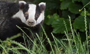 The government has sanctioned the killing of more than 60,000 badgers this year.