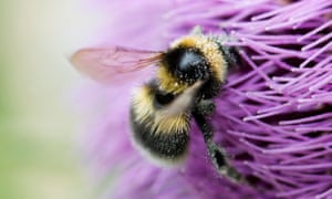Dusted with pollen, a bumble bee feeds on a thistle.