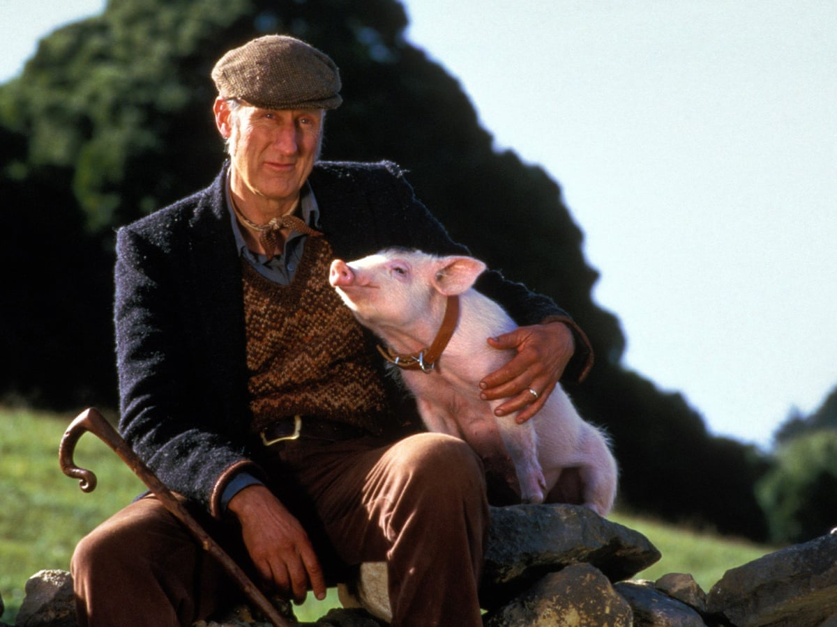 Babe review – tale of the talking sheep-pig a charming relic of its time | Movies | The Guardian