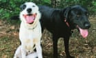 A life without my dogs seems imponderable. Yet we do keep going after losing the animals we adore | Paul Daley