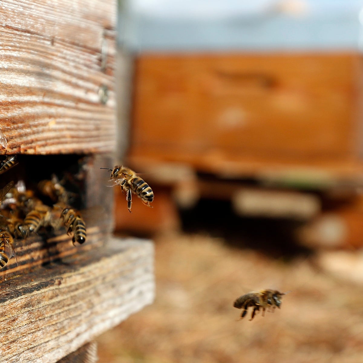 Hive Heists Why The Next Threat To Bees Is Organized Crime Bees The Guardian