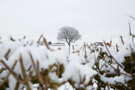 Oak tree in Greenmount, 17 January 2016