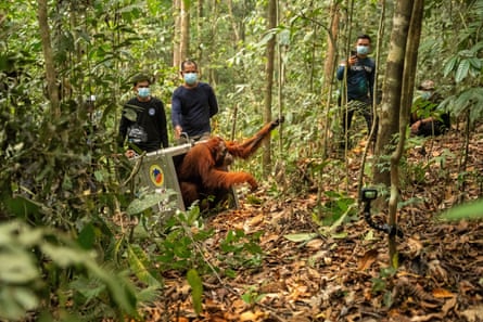 Several keepers in forest as orangutan leaves transportation box