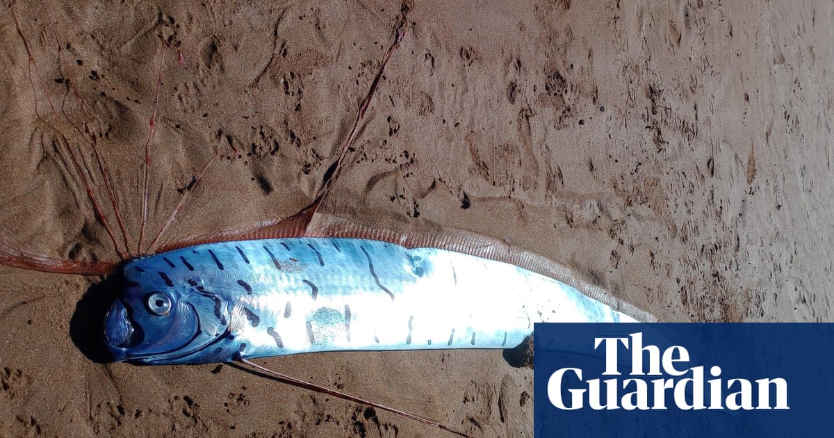 Three-metre giant oarfish, palace messenger' of doom, washes up on Tasmanian beach