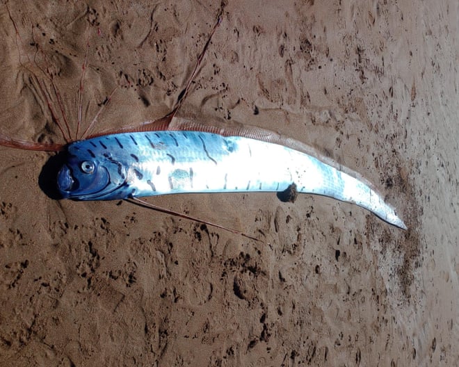 Three-metre giant oarfish, ‘palace messenger’ of doom, washes up on Tasmanian beach Three-metre giant oarfish, ‘palace messenger’ of doom, washes up on Tasmanian beach