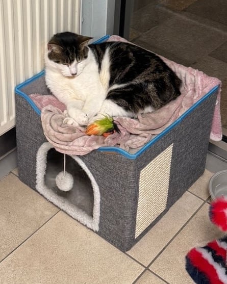 A tabby and white cat sitting in a box-shaped bed
