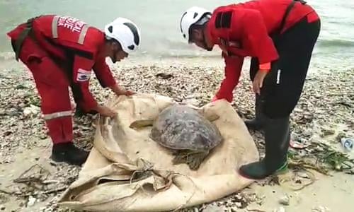 indonesia tsunami volunteers rescue dozens of stranded turtles