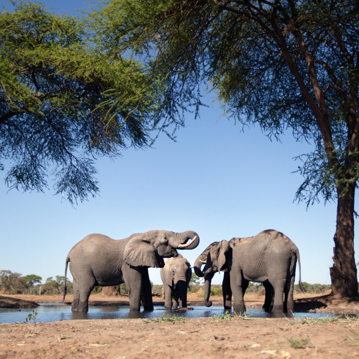 Namibia forced by drought to auction 1,000 wild animals | Namibia ...