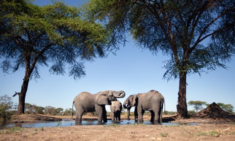 Elephant at a waterholeThe animals Namibia intends to sell include 28 elephants.