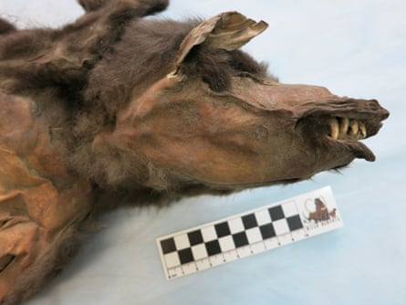 Preserved remains of wolf cub.