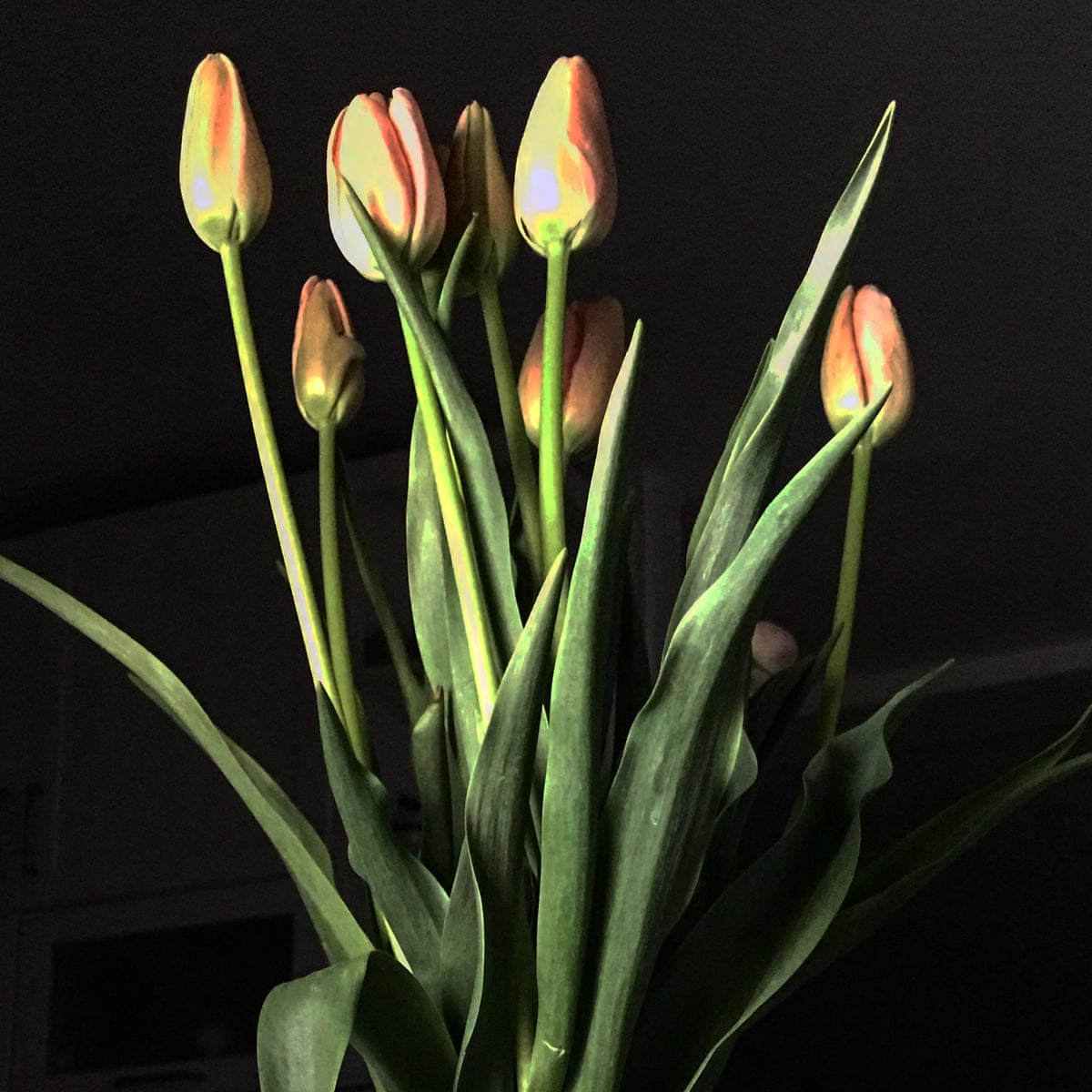 Flowers Are Not Just For Valentine S Day Gardening Advice The Guardian