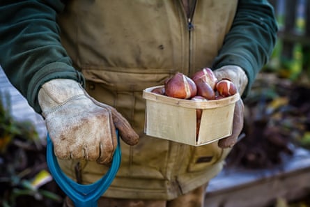Man holding a box of tulip bulbs ready to plant