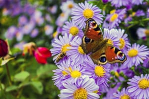 European peacock butterfly in Sihastria, Neamt, Romania