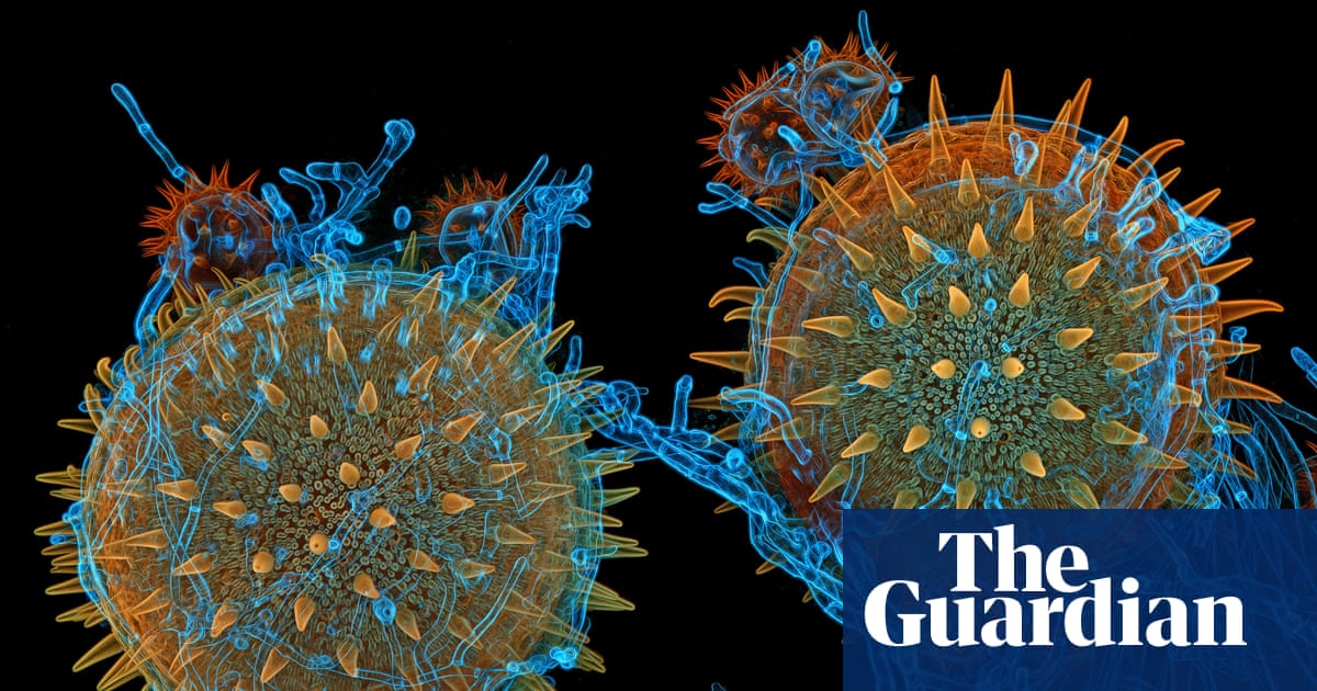 Magnifying the minuscule: Nikon Small World photomicrography 2025 in pictures