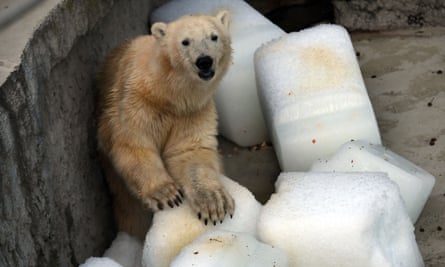 Szeriy, a polar bear at Budapest zoo, has been given blocks of ice to combat the heat