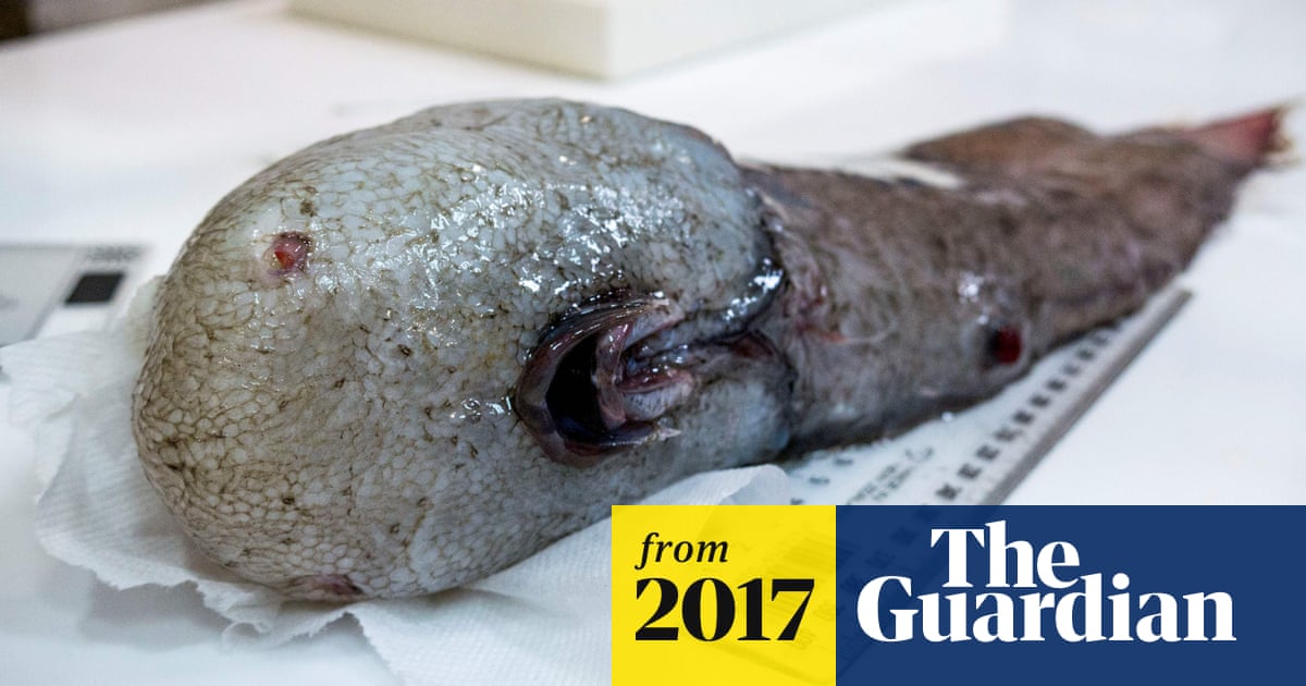 'Faceless' fish missing for more than a century rediscovered by Australian scientists