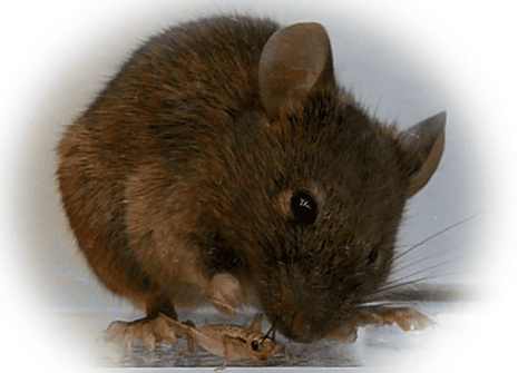 A mouse demonstrating instinctual predatory behaviour with a cricket.