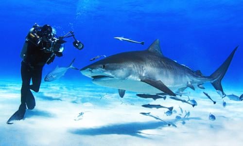 People Want Blood And Gore What We Got Wrong About Filming Sharks Environment The Guardian