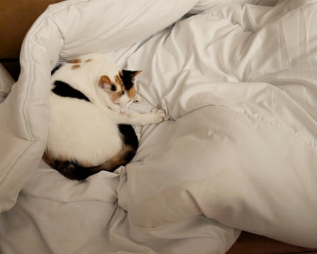 A cat curled up on a Slumberland All Seasons duvet