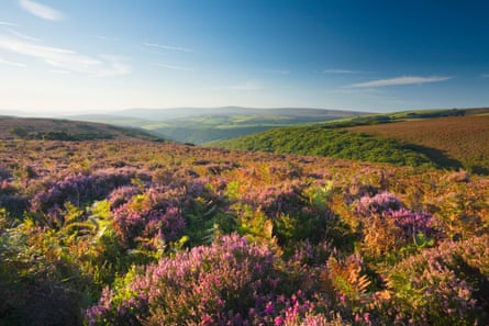 View of Dunkery Beacon, with heather in the foreground and rolling hills