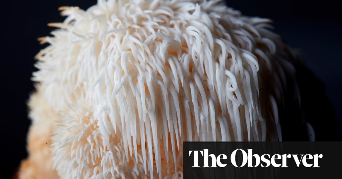 Functional fungi: can medicinal mushrooms really improve people’s health?