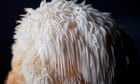 Functional funghi: can medicinal mushrooms really improve people's health?