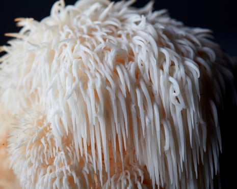 lion's mane and semaglutide Drugs | Page 18 of 124