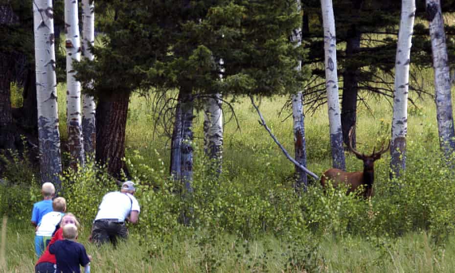 Yellowstone national park tourist John Gleason moves in on a large bull elk as four children follow.