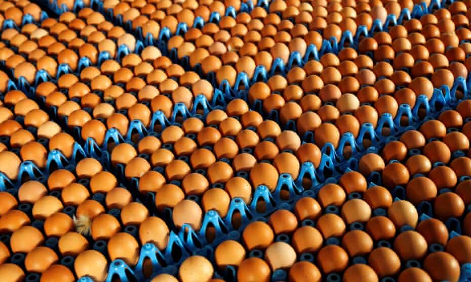 New Zealanders consume around 230 eggs per person each year.