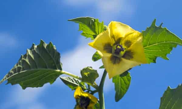 Tomatillo blomst