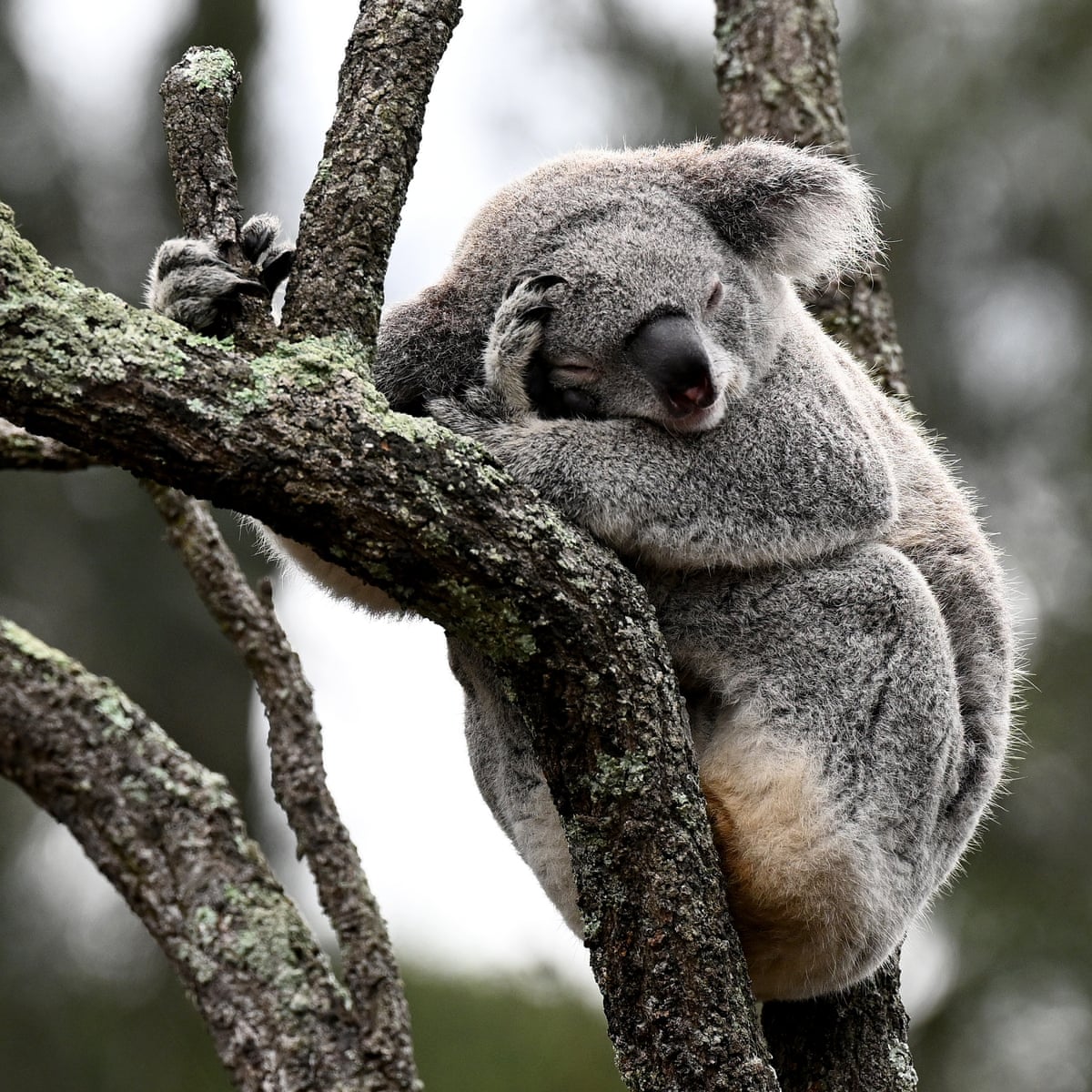More than 40,000 hectares of nationally vital koala habitat marked ...