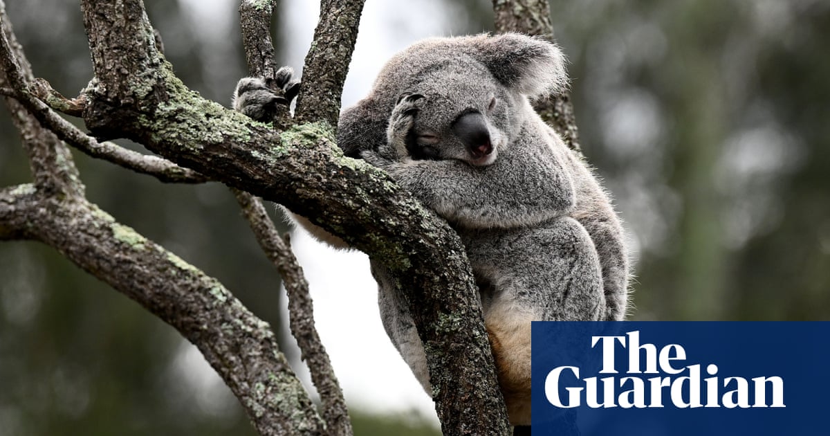 More than 40,000 hectares of nationally vital koala habitat marked for potential logging in NSW