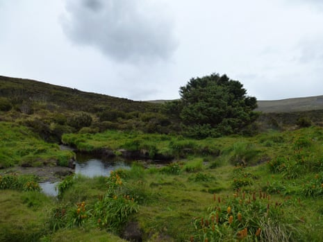Large tree stands in a grassy valley with stream winding through it