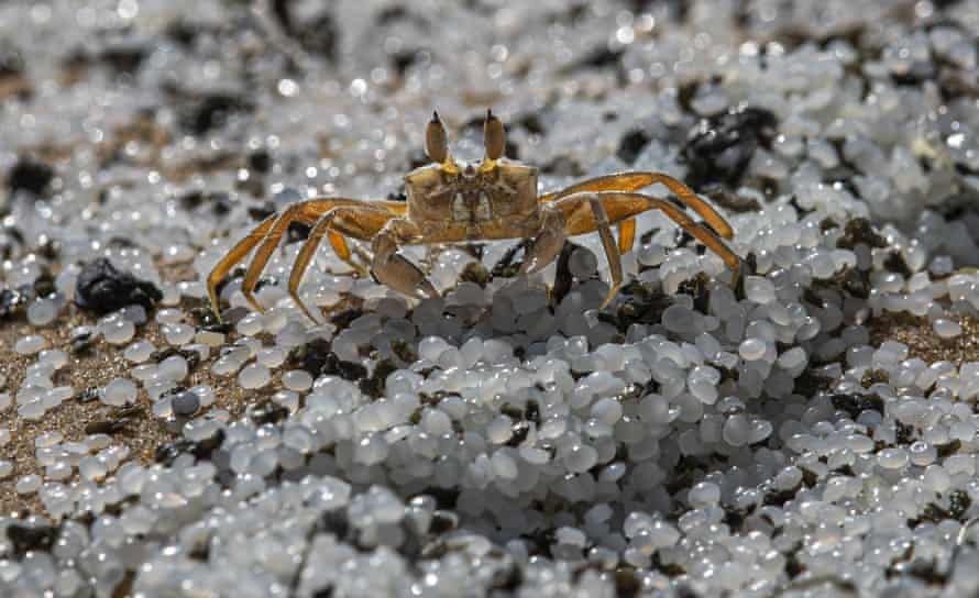 A crab walking on a tiny white plastic pellets