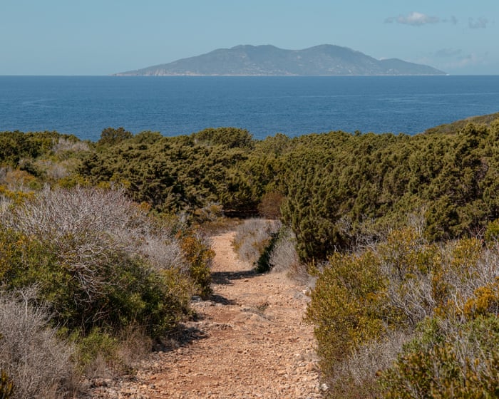 The island that banned hives: can honeybees actually harm nature?