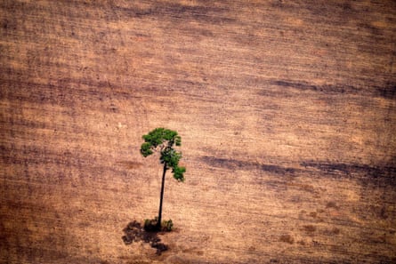 A lone tree in a deforested area in the middle of the Amazon jungle.