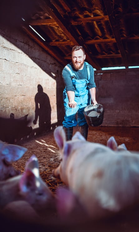 Pigs feeding