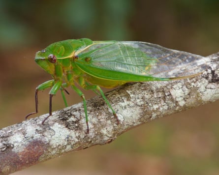 A greengrocer cicada standing on a branch.
